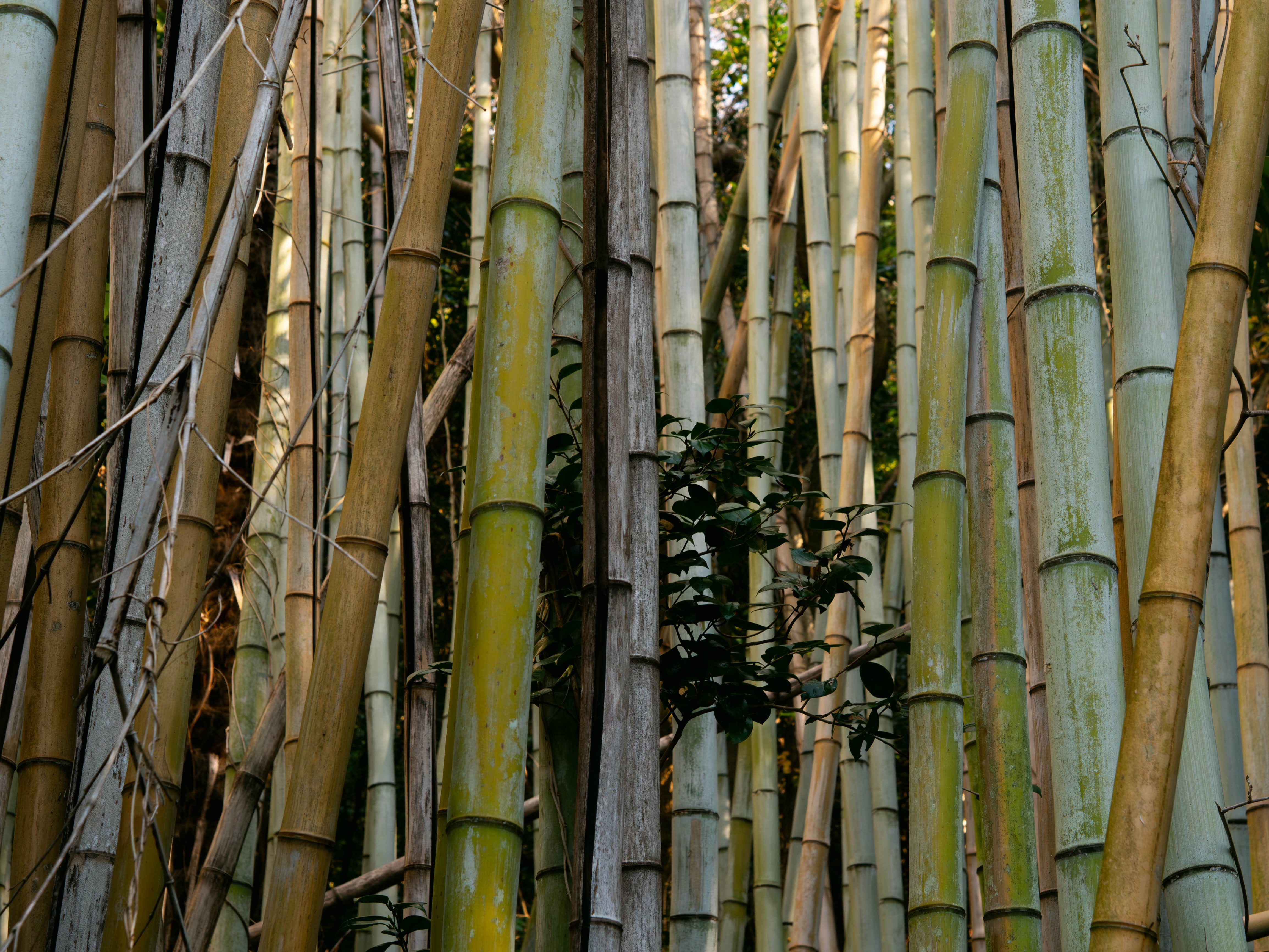 bamboo