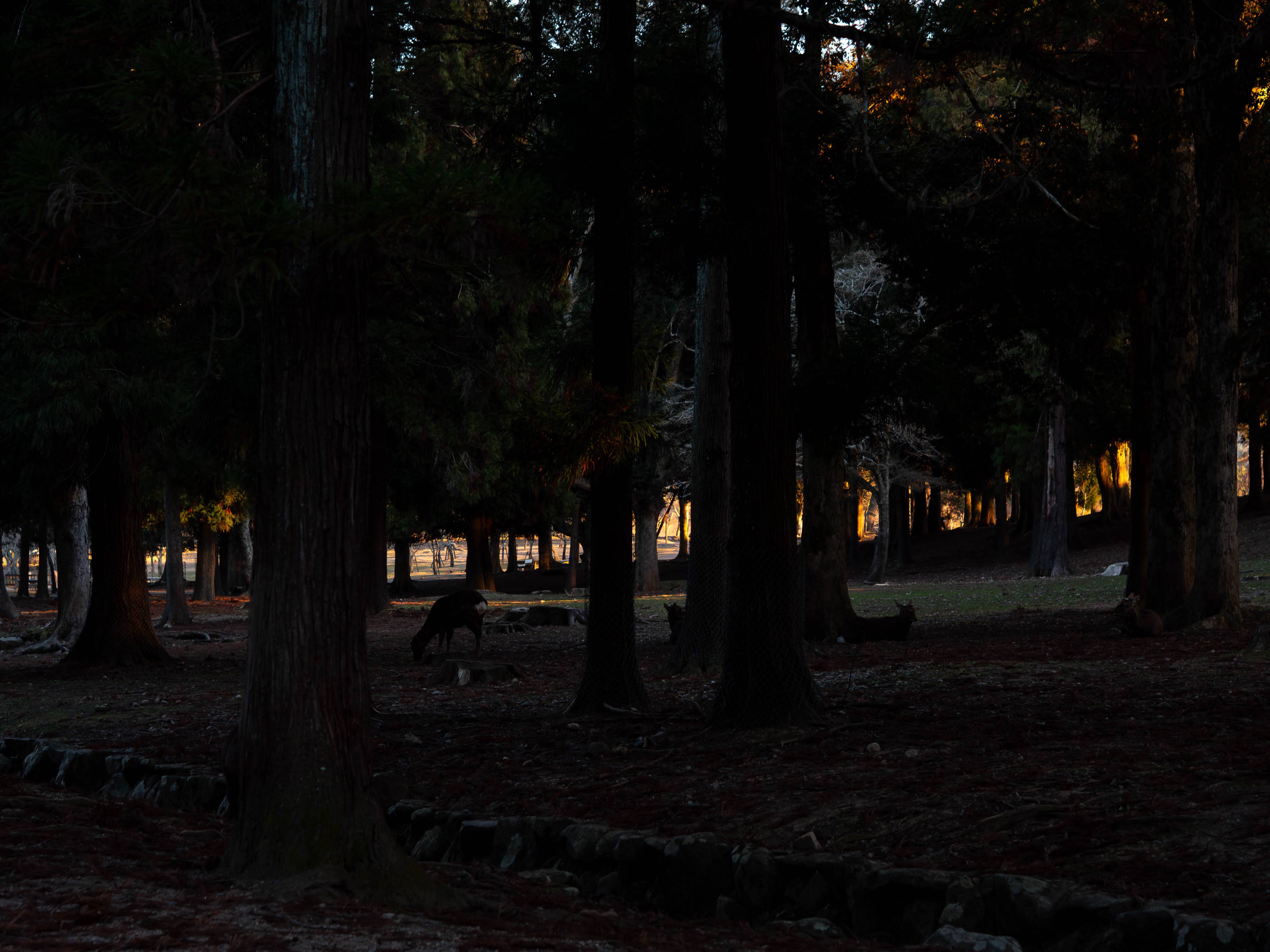 deer
