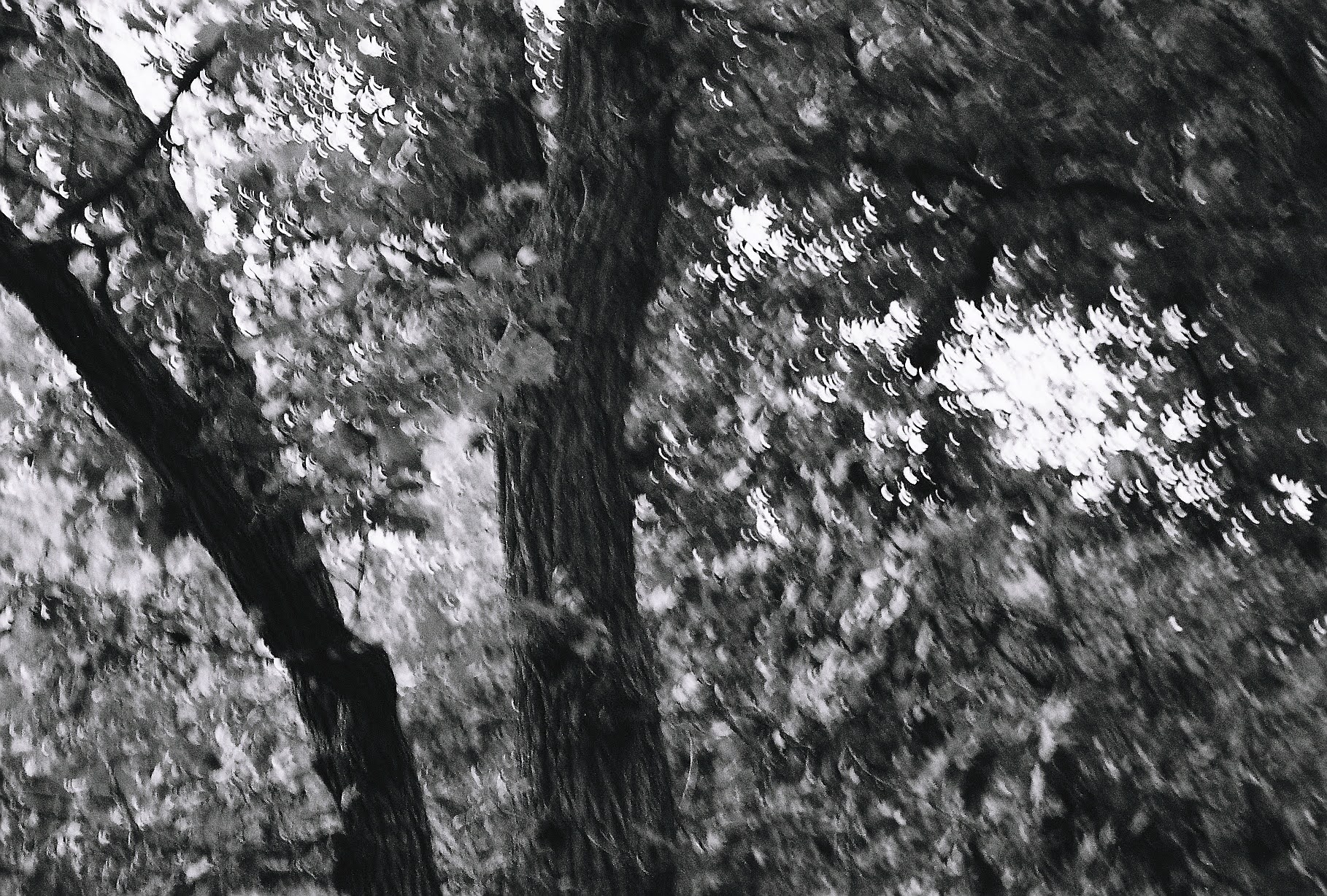 treedrops